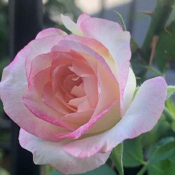薔薇　ジュビレ.デュ.プリンス.ドゥ.モナコの画像 by mutsuchiyanさん | 小さな庭と薔薇　ジュビレ.デュ.プリンス.ドゥ.モナコとパワーと薔薇に魅せられてと癒しと愛しいとありがとうと美しいと楽しみと休日のひと時と香りと可愛いとガーデニングと小さな小さな庭と花のある暮らしと色っぽいとGREEN UP!と頑張るばい！熊本！と薔薇の花