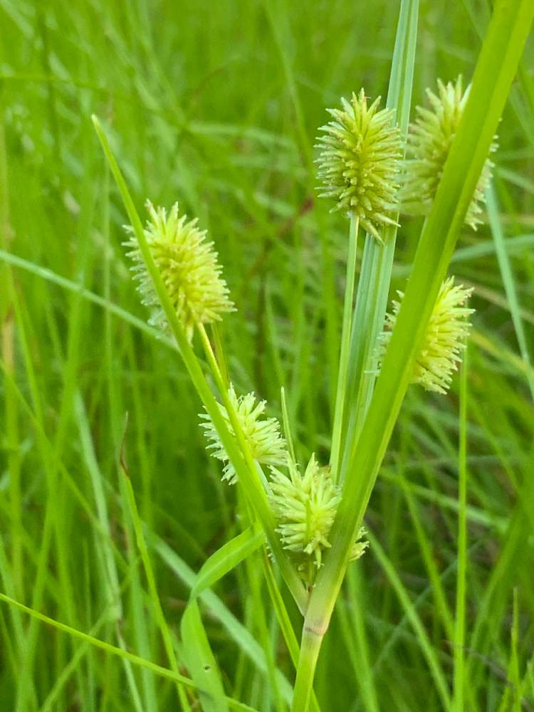 散歩道の投稿画像 By ごまぴょんさん イヌクグとカヤツリグサ 科と散歩道とカヤツリグサ 科 月8月16日 Greensnap グリーンスナップ Greensnap グリーンスナップ