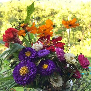 花束！の画像 by mokoさん | 畑と花束！とスマホ撮影と紫色と令和二年と癒しと8月と我が家と祈りとありがとうと綺麗と赤い花と今日も元気でとオレンジ色とキュンキュン♡と花のある暮らしとかわいいと白い花と地植えと頑張ろう日本❣️