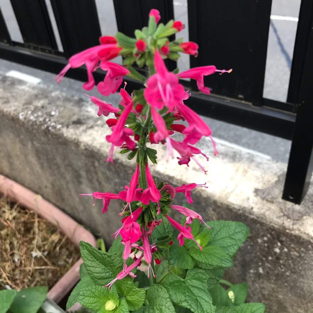 サルビア コクシネアの投稿画像 By Kibunwaryokoさん ピンクの花とおうち園芸とつぼみと実家の庭と父の花と赤い花とみつけたとピンクの花 とおうち園芸とつぼみと実家の庭と父の花と赤い花とみつけた 月8月16日 Greensnap グリーンスナップ Greensnap