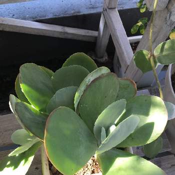 カランコエ ブラックジャックの投稿画像一覧 Greensnap グリーンスナップ