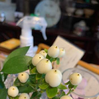 ヒペリカム ココウノの投稿画像一覧 Greensnap グリーンスナップ