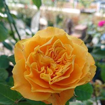 マンゴーリーバ♪の画像 by ＹＵＭＩＫＯさん | 小さな庭と私の癒し♡と綺麗〜❤️と薔薇愛同盟と花が好き❤と大好きとおうち園芸とお花に癒されてと植中毒と薔薇が好き❤とマンゴーリーバ♪とたまらない！と花のある暮らしとかわいいな♡といい色♡