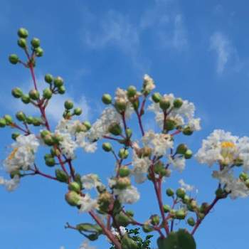 さるすべり（白花）の画像 by CHIEさん | さるすべり（白花）とおうち園芸