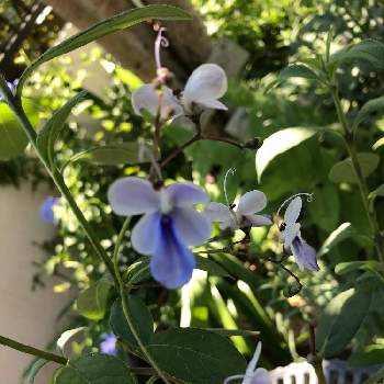 クレロデンドロム ブルーウイングの投稿画像一覧 Greensnap グリーンスナップ