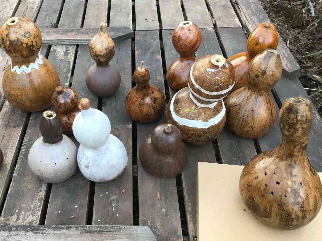 大きな瓢箪の種まきから作品完成まで 2018年4月28日〜｜🍀GreenSnap