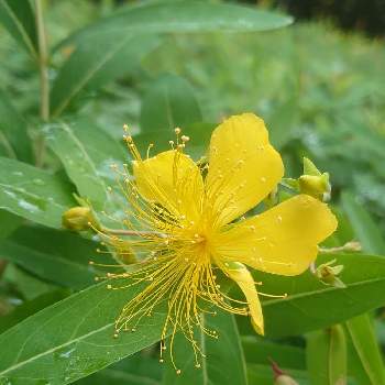 ビヨウヤナギのお花の投稿画像一覧 Greensnap グリーンスナップ