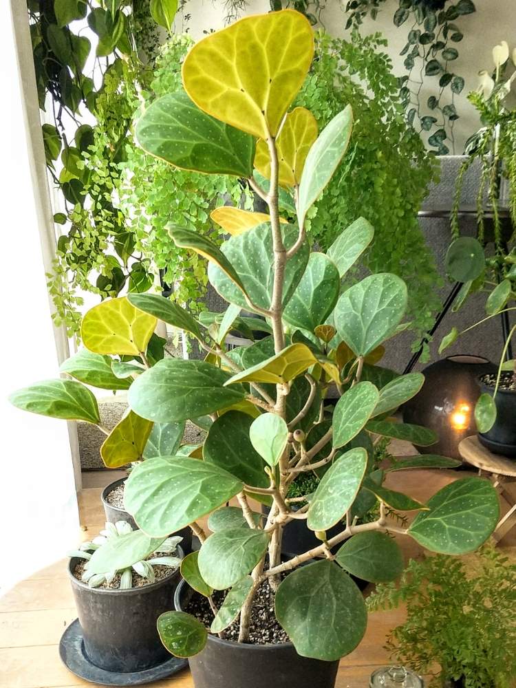 フィカス ゴールドコインの投稿画像 By ジャングルeさん 観葉植物と成長記録と元気と暑い 月8月16日 Greensnap グリーンスナップ