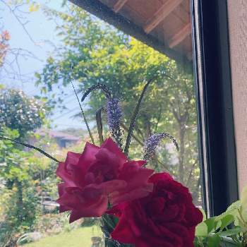 リパブリック ドゥ モンマルトルの画像 by おかーしゃさん | 薔薇好きとおうち園芸とリパブリック ドゥ モンマルトルとマリア・カラスと葉物好き
