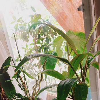 ボタニカルカフェの画像 by 森Café さん | 窓辺とデンドロビウムとドラセナとフランスゴムの木とフィカスウンベラータとボタニカルカフェと植物に囲まれ隊とおうちカフェとstay home with plantsとインテリアグリーン