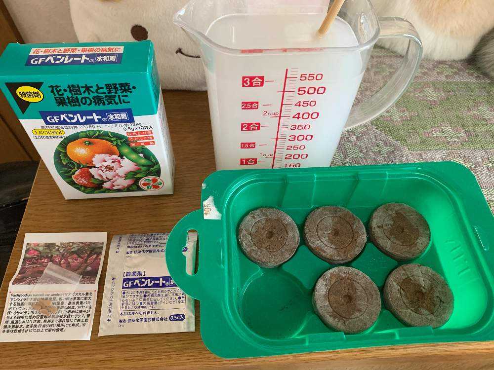 パキポディウム ウィンゾリー 10粒 新鮮 種子（【まとめ