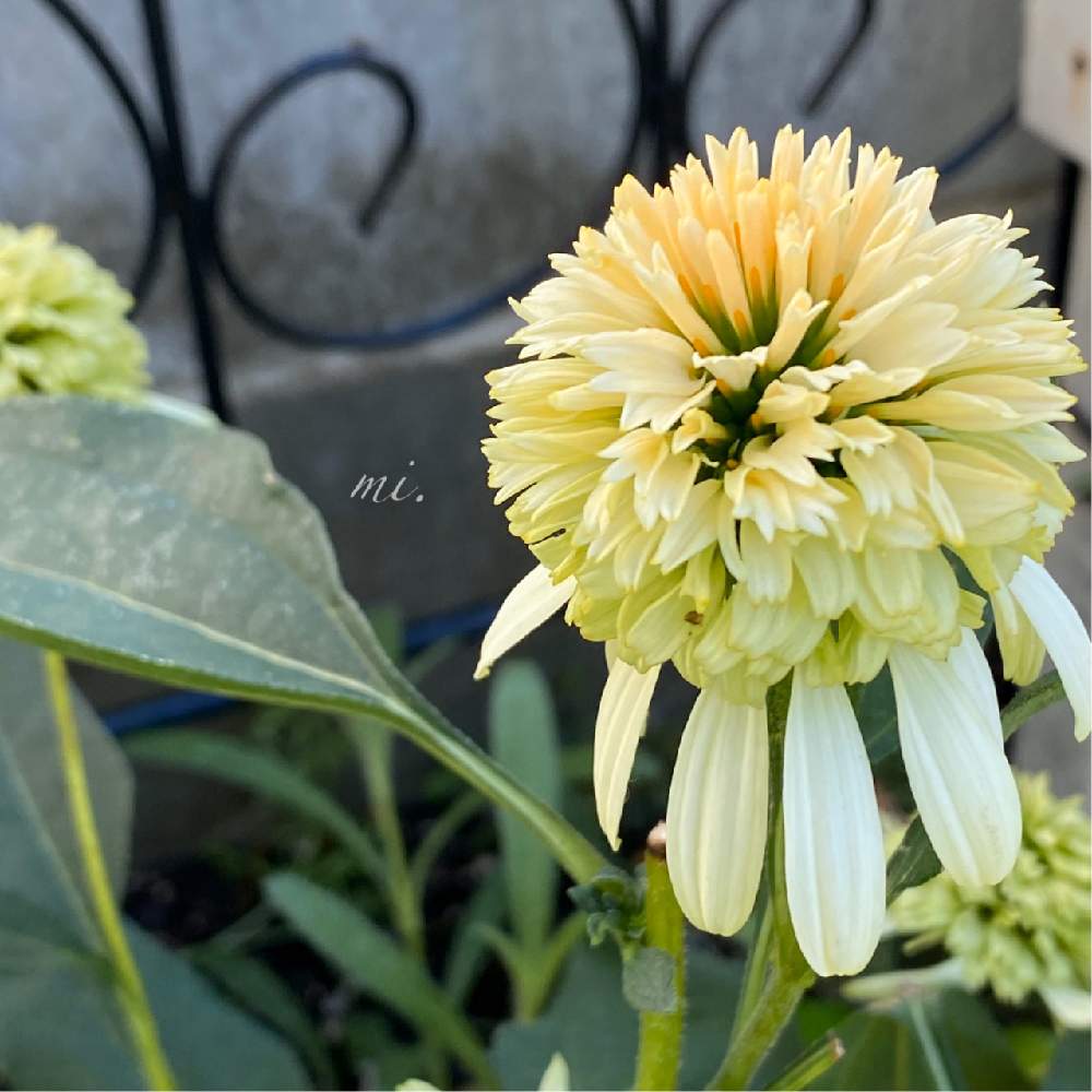 エキナセアの投稿画像 By Mi さん エキナセア レモンドロップと花のある暮らしと小さな小さな庭とエキナセアが大好きと宿根 多年草 月8月16日 Greensnap グリーンスナップ