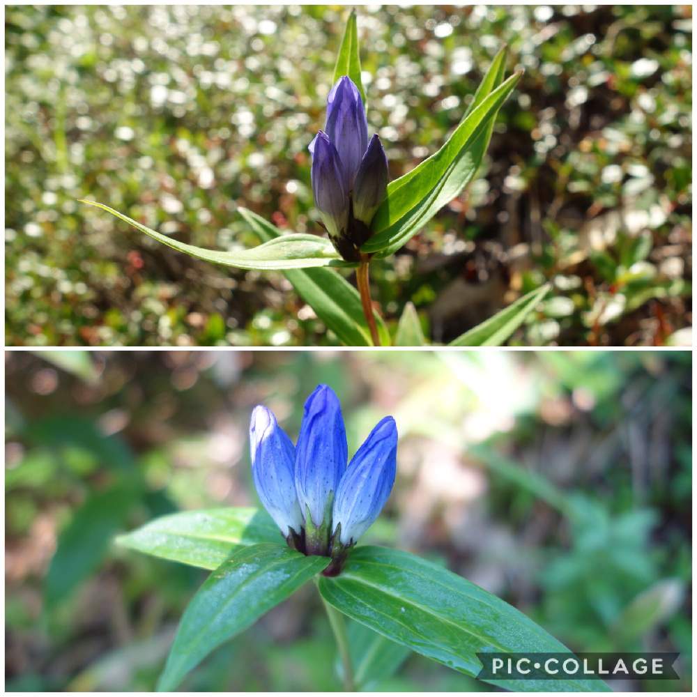 リンドウ科の投稿画像 By Haruさん 焼岳とオヤマリンドウ と多年草と高山植物 とリンドウ科と焼岳とオヤマリンドウ と多年草と高山植物 月8月16日 Greensnap グリーンスナップ Greensnap グリーンスナップ