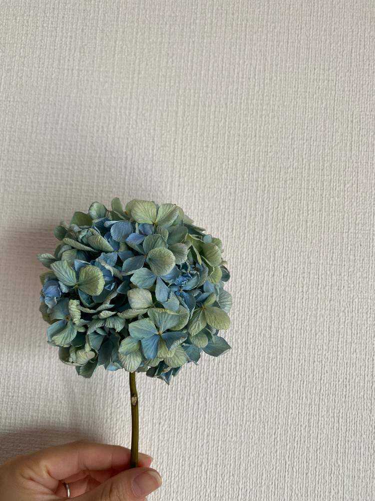 あじさいトピアリー Greensnap グリーンスナップ