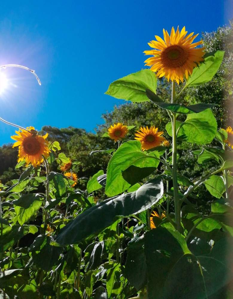 ロシアひまわりの投稿画像 By Taka丸さん ひまわりと広い庭と空と花と大きな花とうちの庭と花壇とおうち園芸とおうちで楽しむ夏の草花フォトコンと向日葵 ひまわり ヒマワリとガーデニングと空と花と大きな花とうちの庭と花壇とおうち園芸とおうちで楽しむ夏の草花フォト