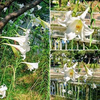 仙台堀川公園の画像 by コマさんさん | お出かけ先とタカサゴユリの花と仙台堀川公園