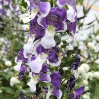 アンゲロニア,癒しの薄紫,秘密の花園♡の画像