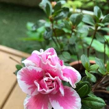 頂き物！の画像 by nicchimoさん | バルコニー/ベランダとサツキと花のある暮らしと素敵な出会いに感謝❤️と我が家の小さな庭花と頂き物！
