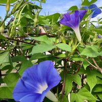 アサガオ,朝顔,花のある暮らし,フェンスの画像