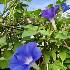 アサガオ,朝顔,花のある暮らし,フェンスの画像