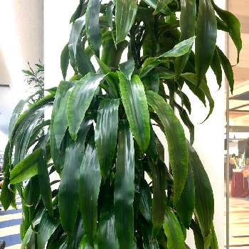 ドラセナアオワーネッキーの投稿画像一覧 Greensnap グリーンスナップ