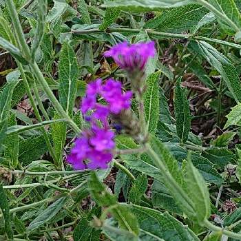 バーベナリギダの投稿画像一覧 Greensnap グリーンスナップ