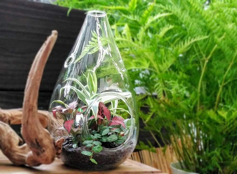 ミニ 観葉植物の投稿画像 By Nobさん ハイドロカルチャーとおうち園芸とグラスアレンジとドラセナ と フィットニアと花のある暮らしと極寄植道 月8月16日 Greensnap グリーンスナップ