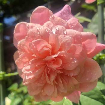 薔薇  ミヤビの画像 by mutsuchiyanさん | 小さな庭と薔薇  ミヤビとパワーと薔薇好きと薔薇に魅せられてと癒しと猛暑と愛しいとエネルギーとありがとうと美しいと楽しみと休日のひと時と可愛いとガーデニングと小さな小さな庭と花のある暮らしと色っぽいと頑張るばい！熊本！と薔薇の花