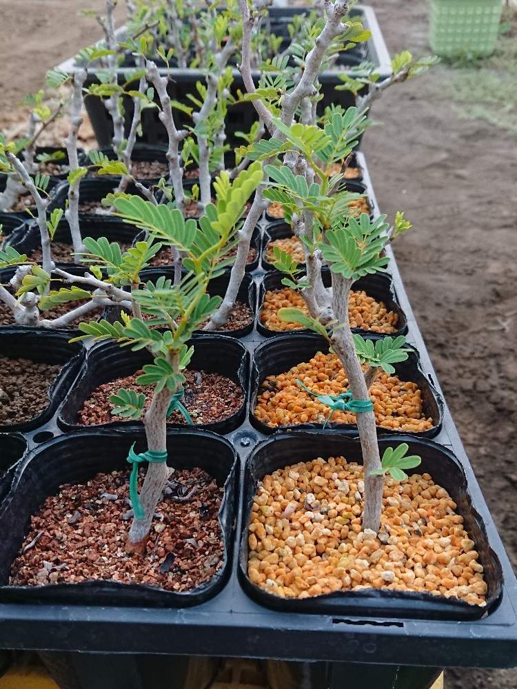 センナメリディオナリス 塊根植物 灌木 挿し木 - 植物/観葉植物