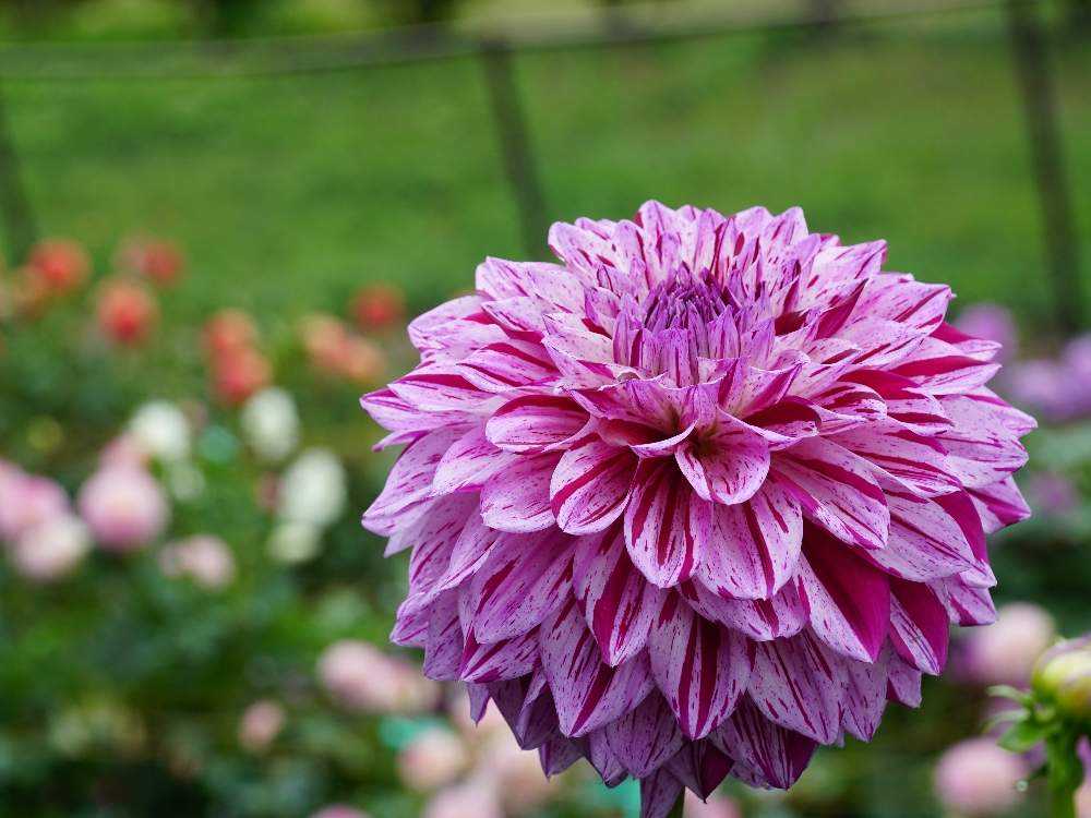 湯遊ランドはなわダリア園訪問 年8月16日 Greensnap グリーンスナップ