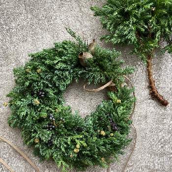 コニファー ブルーバードの投稿画像一覧 Greensnap グリーンスナップ