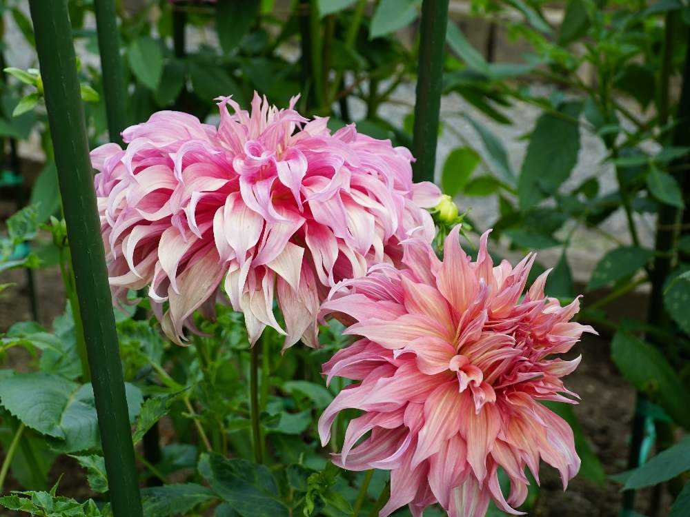 湯遊ランドはなわダリア園訪問 年8月16日 Greensnap グリーンスナップ