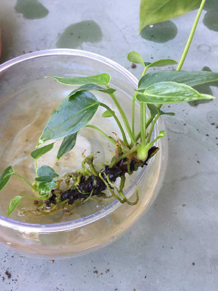 アンスリウム 水耕栽培