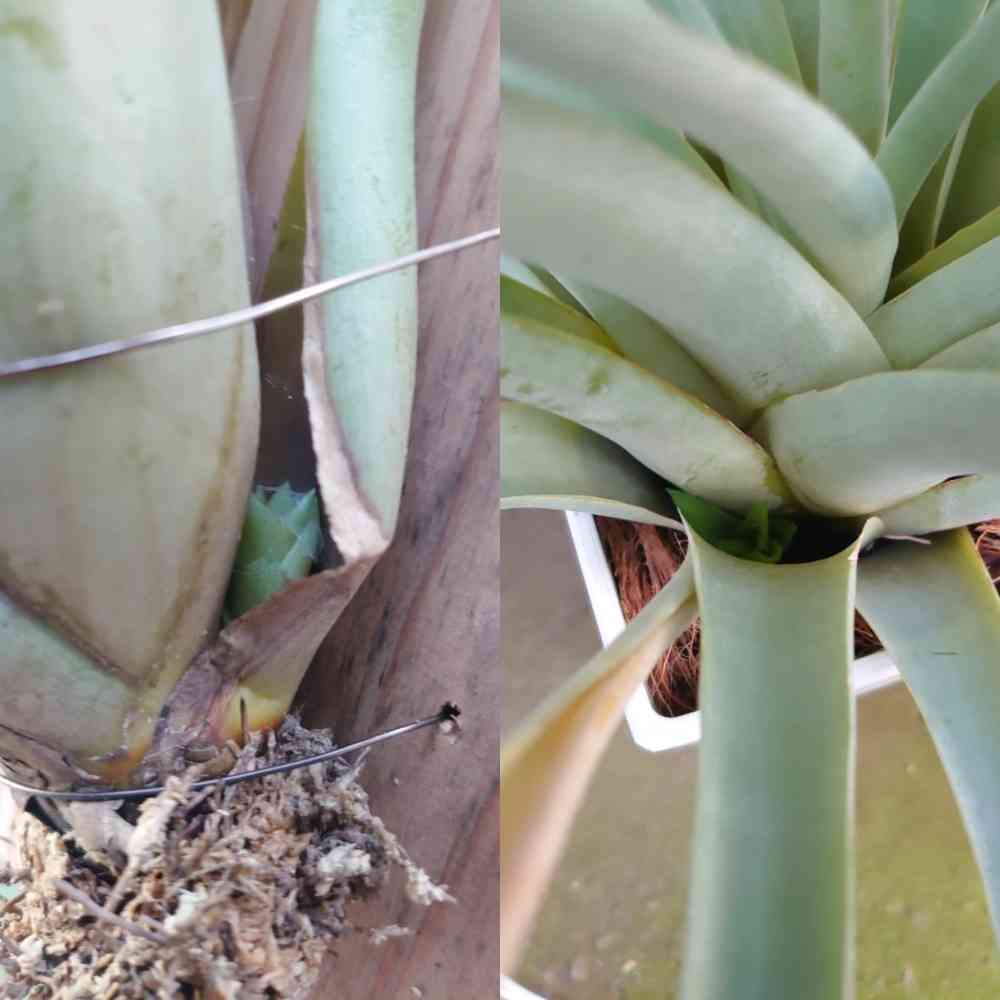 チランジア セントレア スカイリーフの一覧｜🍀GreenSnap（グリーン