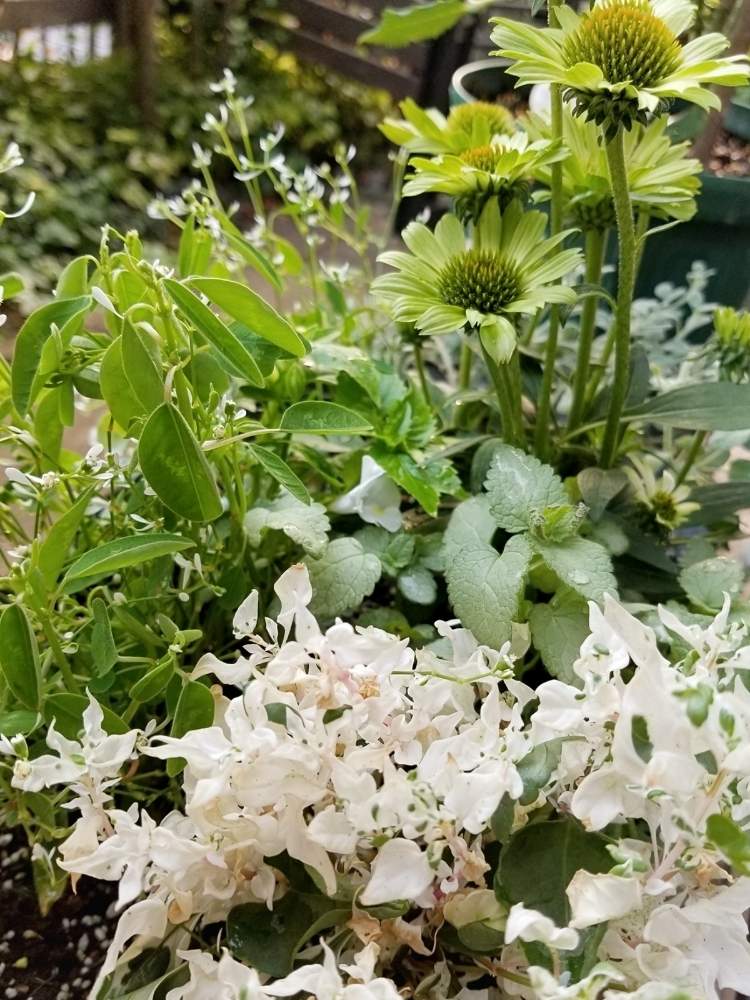 アルテルナンテラ セッシリスアルバ Hinaの投稿画像 By Blueさん 寄せ植えとおうち園芸とエキナセア グリーンジュエルとエキナセア とユーフォルビア 月8月16日 Greensnap グリーンスナップ アルテルナンテラ セッシリスアルバ Hinaの投稿画像 By Blueさん 寄せ植えとおうち園芸とエキナセア グリーンジュエルとエキナセア とユーフォルビア 月8月16日 Greensnap グリーンスナップ