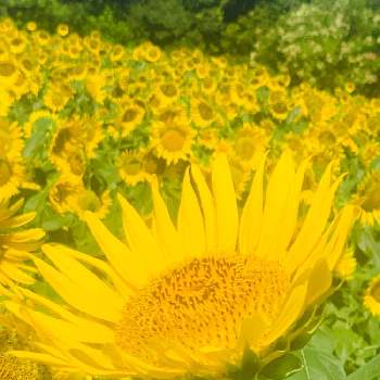 愛知県稲沢市 ひまわり畑にての投稿画像一覧 Greensnap グリーンスナップ