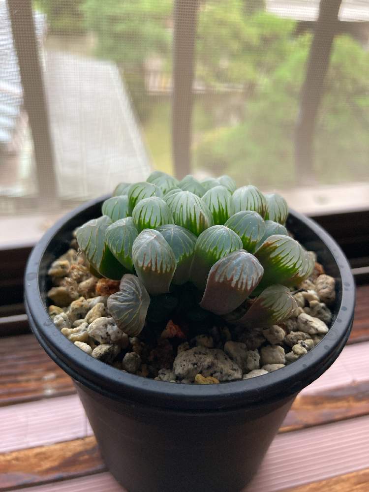 オブツーサの投稿画像 By さん ハオルチア オブツーサとサボテング 月8月16日 Greensnap グリーンスナップ