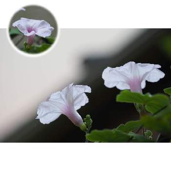 イポメアアンダーソニーの画像 by 我楽多さん | 小さな庭とイポメアアンダーソニーと８月の花とOLY 40-150mm F2.8 ProとOM-D E-M1Ⅱ
