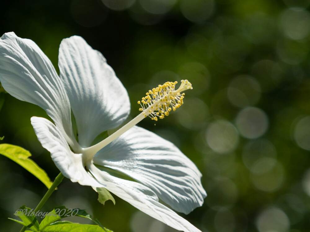 ムクゲの投稿画像 By もと さん 白い花とモネの庭 月8月16日 Greensnap グリーンスナップ