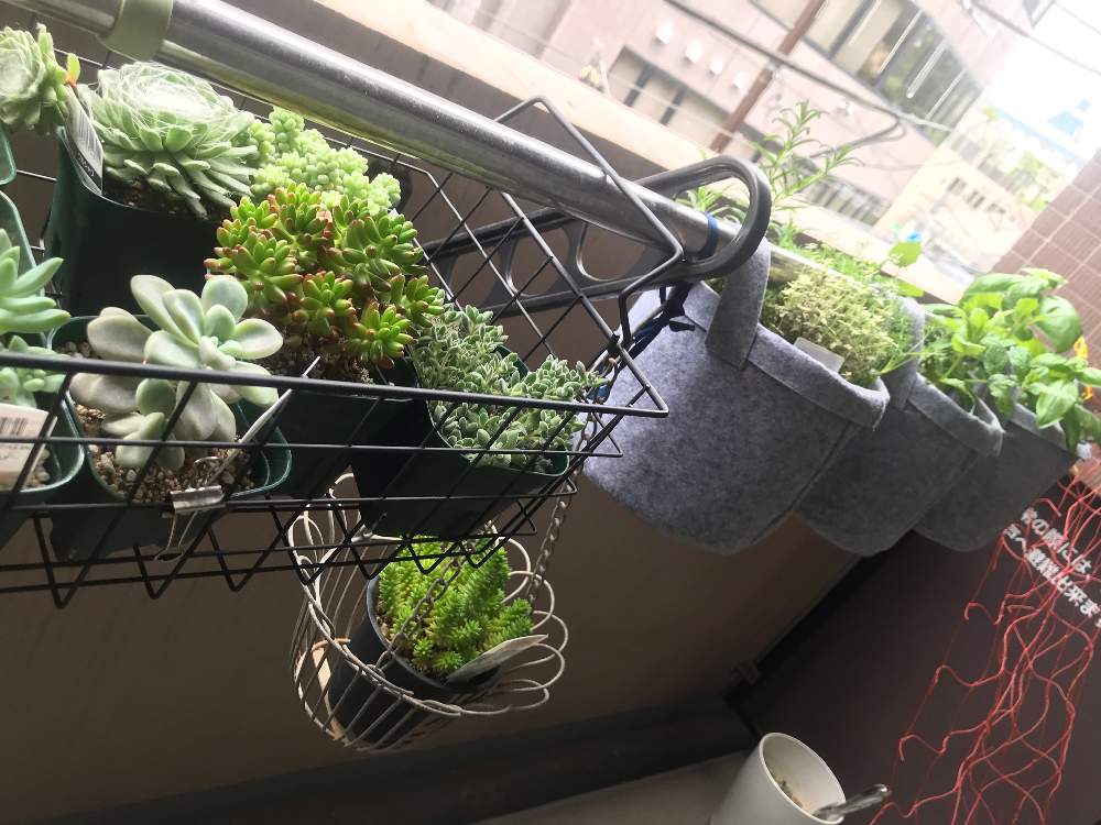 虹の玉の投稿画像 By Nanaoさん 多肉初心者とベランダ多肉と西向きとワンルーム植物園 月8月16日 Greensnap グリーンスナップ