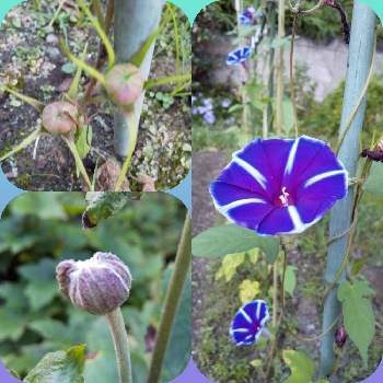 秋明菊 八重の画像 by Hirochan＊  flowersさん | 小さな庭と秋明菊 八重と青い朝顔マニアと♡朝顔の種ができた♡