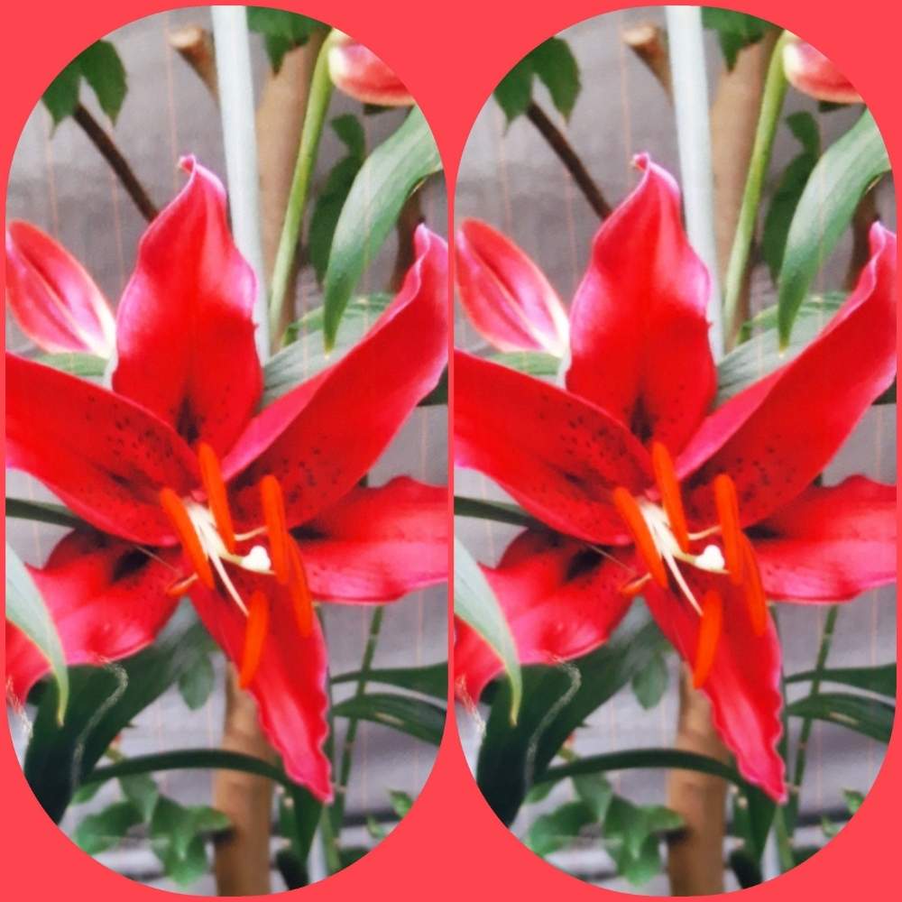 赤色 カサブランカ マンボの投稿画像 By 緑さん 赤い花と切り花とスマホ撮影と病気に負けない心 月8月17日 Greensnap グリーンスナップ