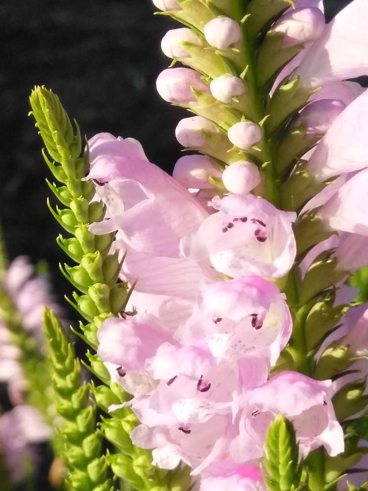 ハナトラノオ 花虎の尾 の投稿画像 By 今日子さん ピンクの花とシソ科とおうち園芸と多年草と元気 と花のある暮らしと北アメリカ原産とハナトラノオ属と地植え 月8月17日 Greensnap グリーンスナップ