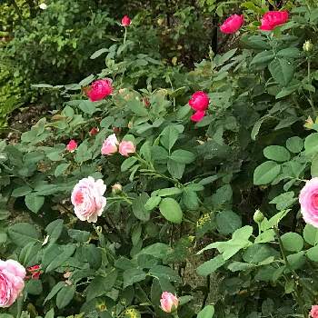 バラ　チェリーボニカの画像 by やあさん | バラ クロードモネとバラ　チェリーボニカと花のある暮らしとバラを楽しむとおうち園芸と鉢植え
