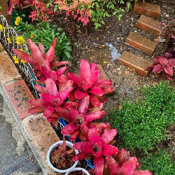 結構大きいの画像 by モッコさん | 小さな庭とネオゲレリアと結構大きいとおうち園芸と元気もらえる！とまだお花はついてないのとこんなに株分けして増えましたと葉っぱ硬くて赤い