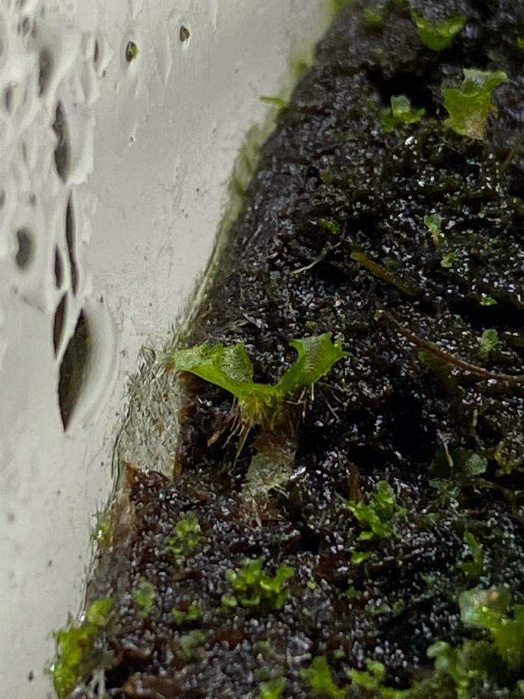 プラティケリウム・エレファントティス｜🍀GreenSnap（グリーンスナップ）