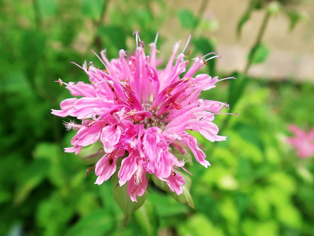 ベルガモットの投稿画像 By Hiroshiさん モナルダとピンクの花と夏の花と今日のお花 月8月17日 Greensnap グリーンスナップ