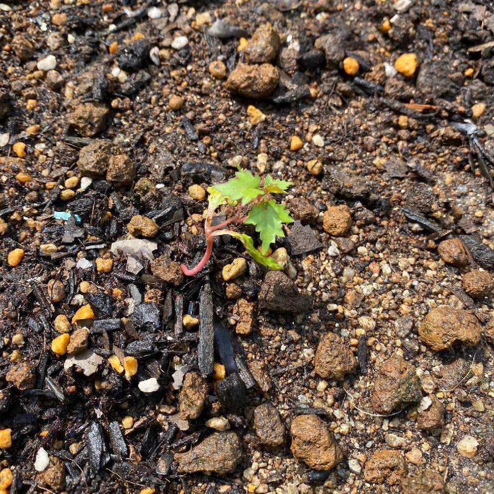 スーパーのレッドグローブ Greensnap グリーンスナップ