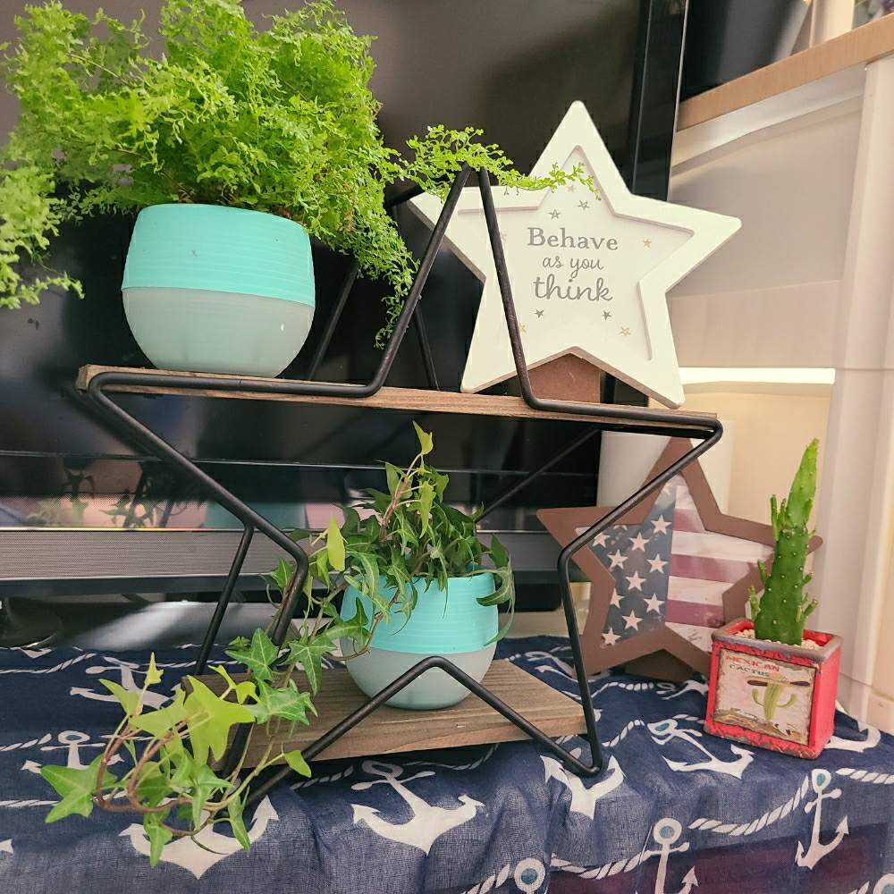 観葉植物の投稿画像 By Maiさん インテリア雑貨と星形 と 雑貨 月8月17日 Greensnap グリーンスナップ