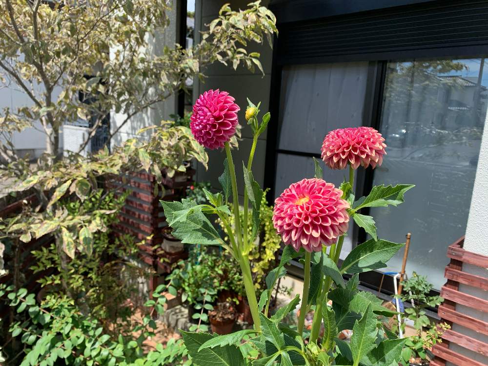 ポンポン咲きダリアの投稿画像 By Wombatさん 小さな庭 月8月17日 Greensnap グリーンスナップ Greensnap グリーンスナップ